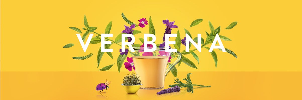 Verbena